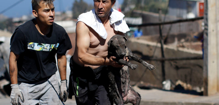 rescate de perrita bajo los escombros tras incendio en Valparaíso