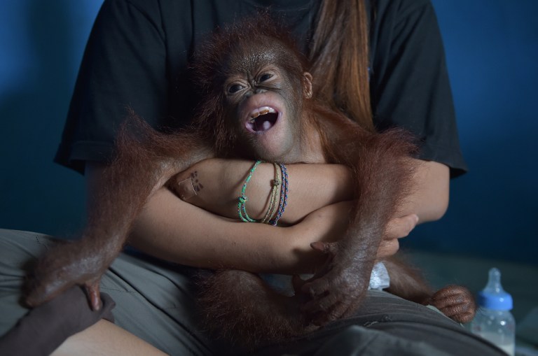This picture taken in Kendawangan, West Kalimantan on Borneo island on February 14, 2017 shows orangutan keeper Devi Sumantri (L) holding Vena, a seven-month-old baby orangutan at the Air Hitam Besar village. Villagers on the Indonesian part of jungle-clad Borneo island often keep the critically endangered apes as pets even though the practice is illegal. / AFP PHOTO / ADEK BERRY