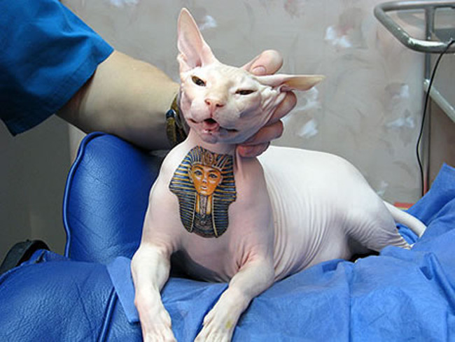 Otro gato esfinge tatuado en Moscú, Rusia