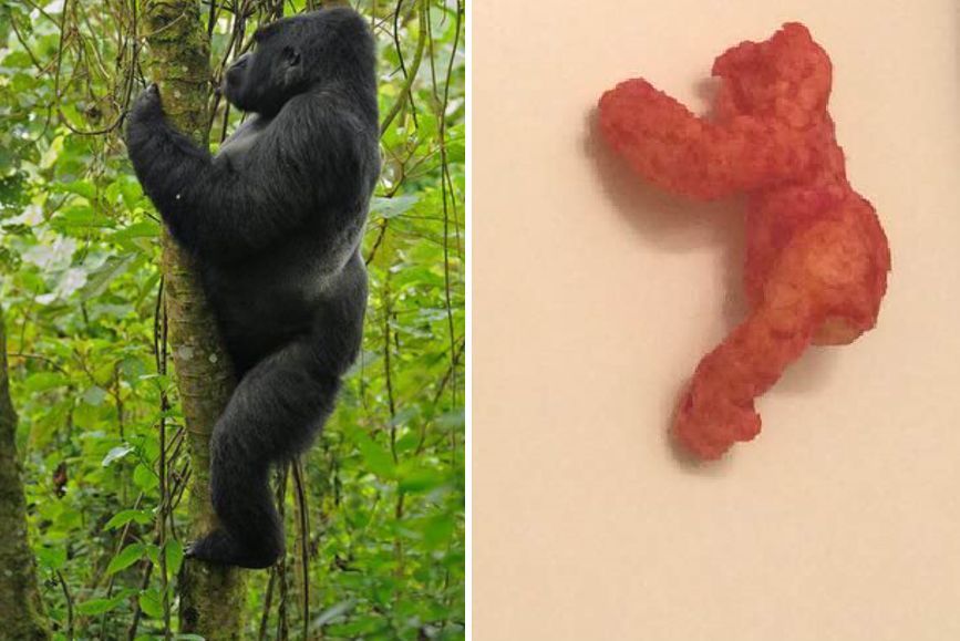 Venden cheeto con forma del gorilla Harambe en 64 millones de pesos
