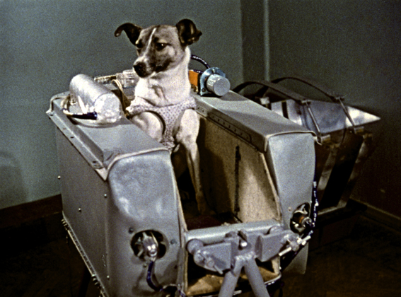 La perra espacial Laika
