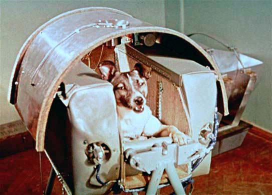 Imagen de la perra Laika del 5 de noviembre de 1957