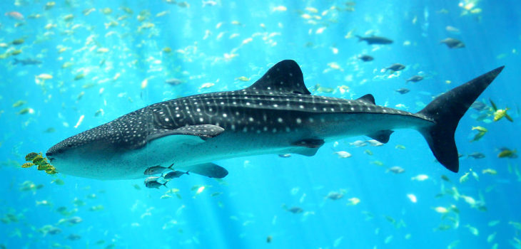  Tiburón Ballena | cc | Wikipedia |