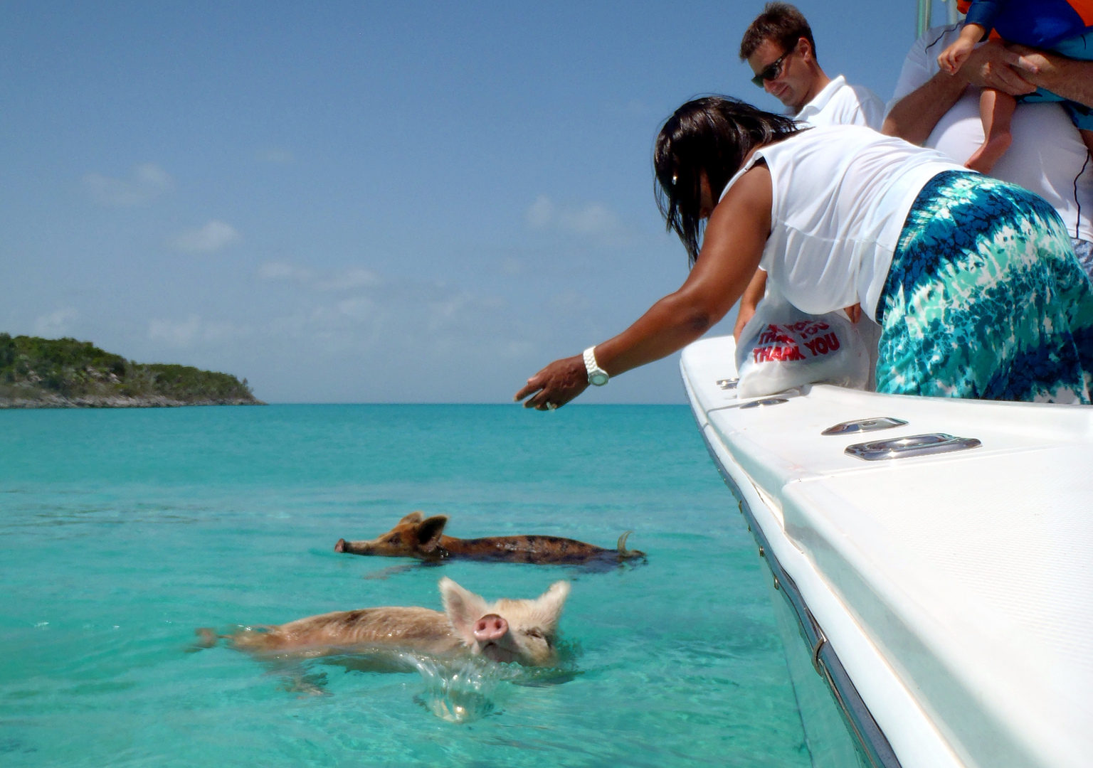 Mueren los famosos cerdos nadadores de Bahamas por culpa de los turistas