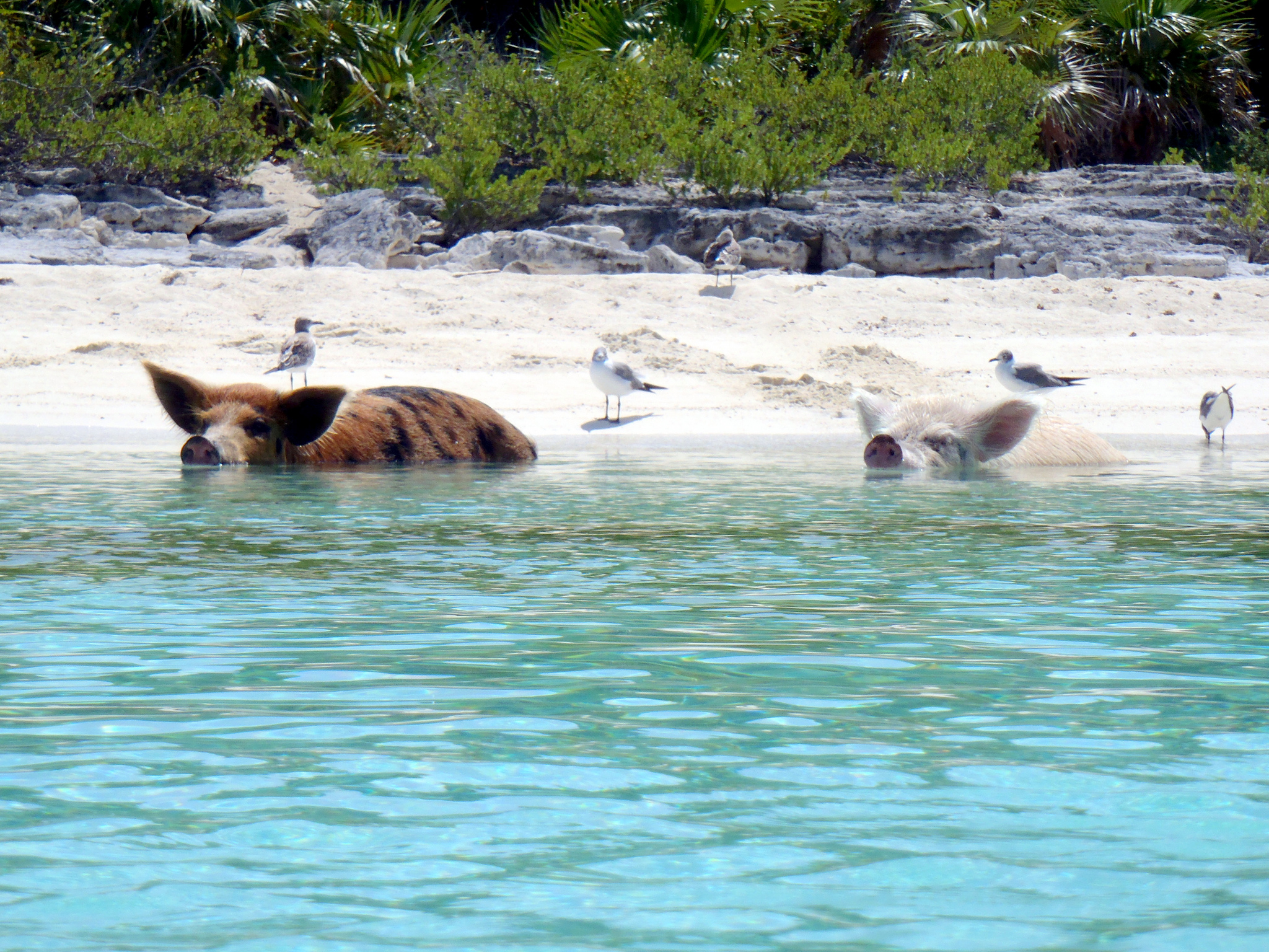 Mueren los famosos cerdos nadadores de Bahamas por culpa de los turistas