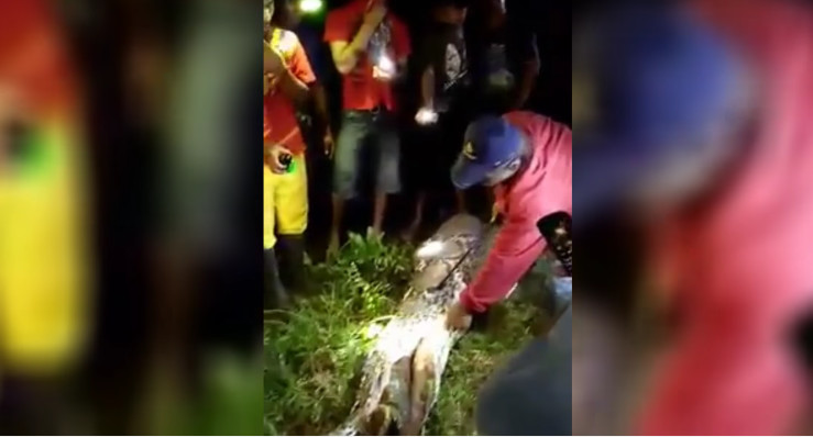 Hallan cuerpo de hombre al interior de una pitón en Indonesia