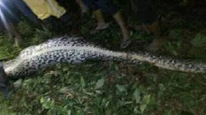 Hallan cuerpo de hombre al interior de una serpiente pitón en Indonesia