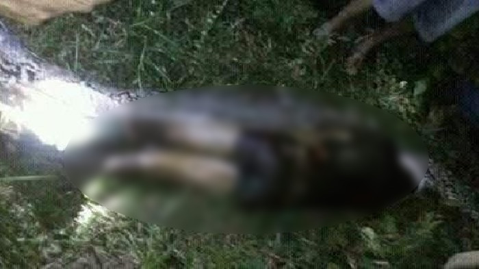 Hallan cuerpo de hombre al interior de una serpiente pitón en Indonesia