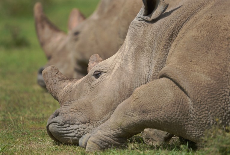 Sólo queda un macho de rinoceronte blanco del norte en todo el mundo