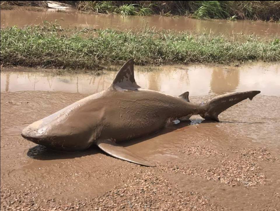 Ciclón bota tiburón en medio de carretera en Australia