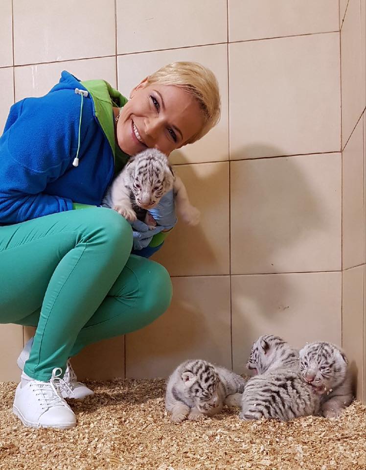 Zoológico polaco presenta raros cuatrillizos de tigre blanco
