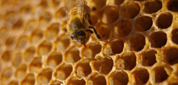 Peter Shanks (CC) Flickr