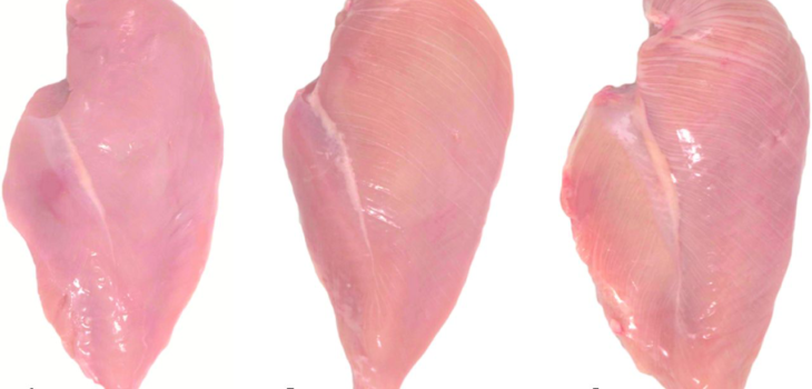 Pechuga normal (A), líneas moderadas (B) y líneas severas (C) | CIWF