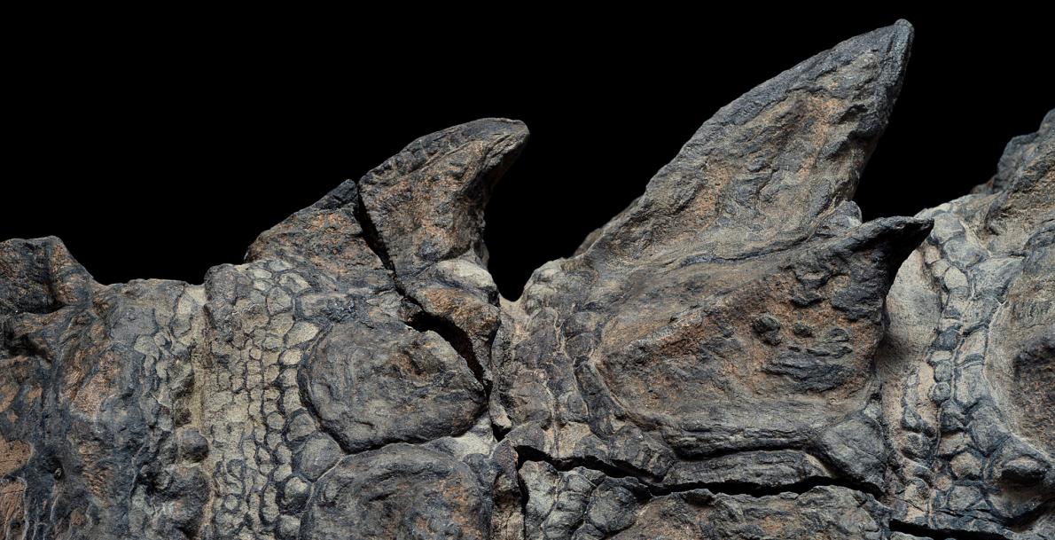 Nodosaurio mejor preservado de la historia | Robert Clark | www.nationalgeographic.com
