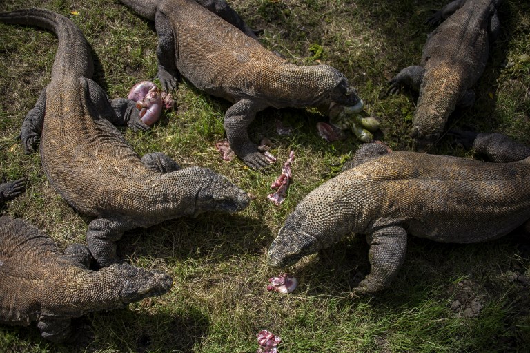 Dragones de Komodo | Juni Kriswanto | AFP
