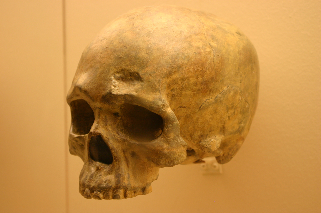 Restos de un Homo sapiens de 68 mil años en el Smithsonian Natural History Museum | Ryan Somma (CC) Flickr