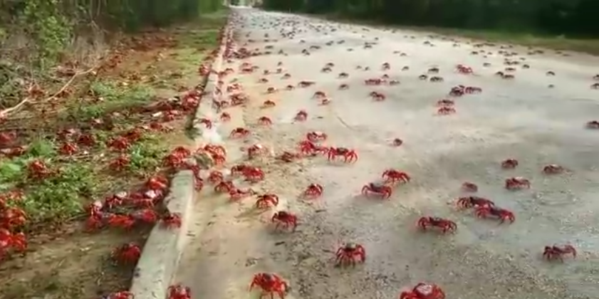 Invasión de cangrejos en isla Navidad | uitcases&strollers en Youtube