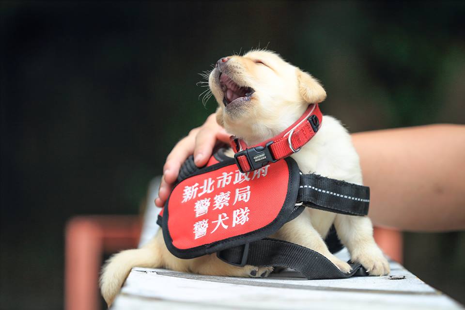 Nuevos perritos policía de Taiwán | NPA 署長室 en Facebook