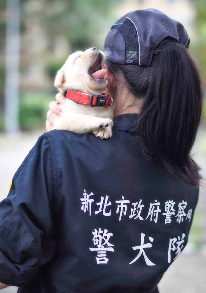 Nuevos perritos policía de Taiwán | NPA 署長室 en Facebook