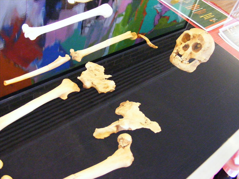 Restos de un Homo floresiensis | Ray en Wikimedia Commons