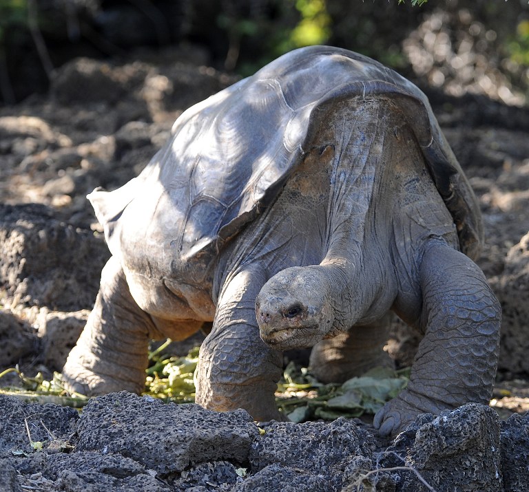 El Solitario George, que murió en 2012 tras alcanzar los 100 años, era la última tortuga de la isla Pinta, una de las 4 subespecies que están extintas en Galápagos