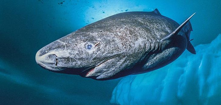 Tiburón de Groenlandia | www.sciencemag.org