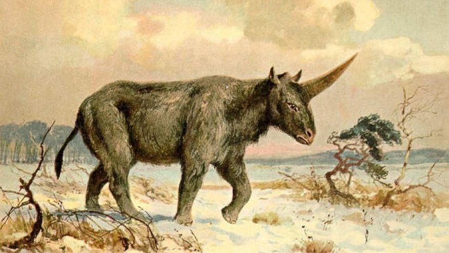 Unicornio gigante siberiano | Wikimedia Commons