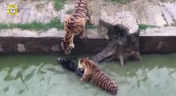 Tigres se comen burro vivo en zoológico | Youtube