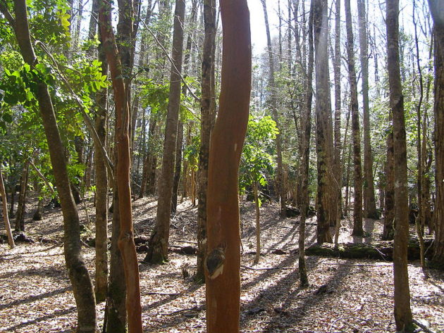 Bosque nativo chileno. - Clau.fernandezp | Wikimedia