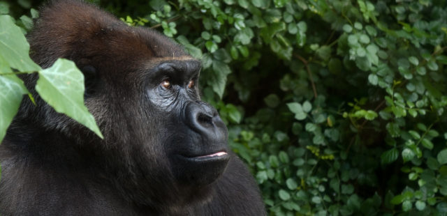 Richard Ashurst (CC) Flickr