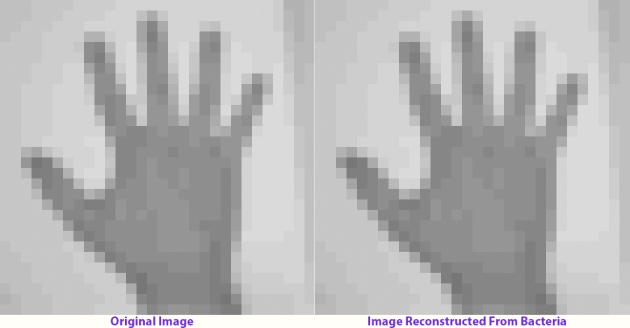 Imagen original (izquierda) e imagen reconstruida de la bacteria (derecha)