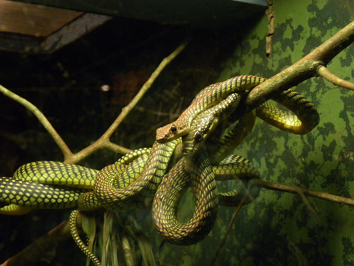 Serpientes voladoras  de la especie Chrysopelea paradisi | Alan Couch (cc)