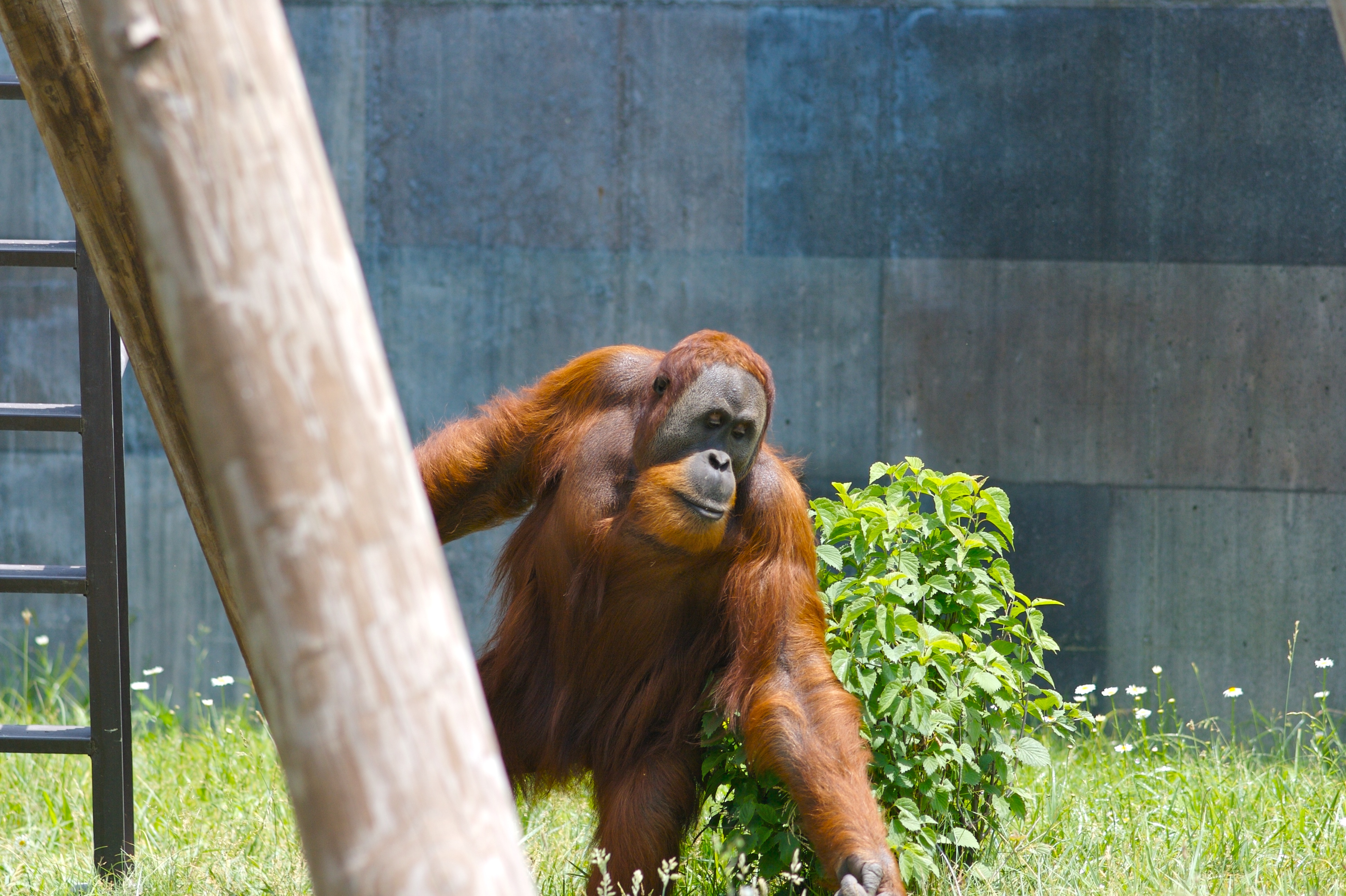 Orangután corriente | Ryan E. Poplin (CC) Wikipedia