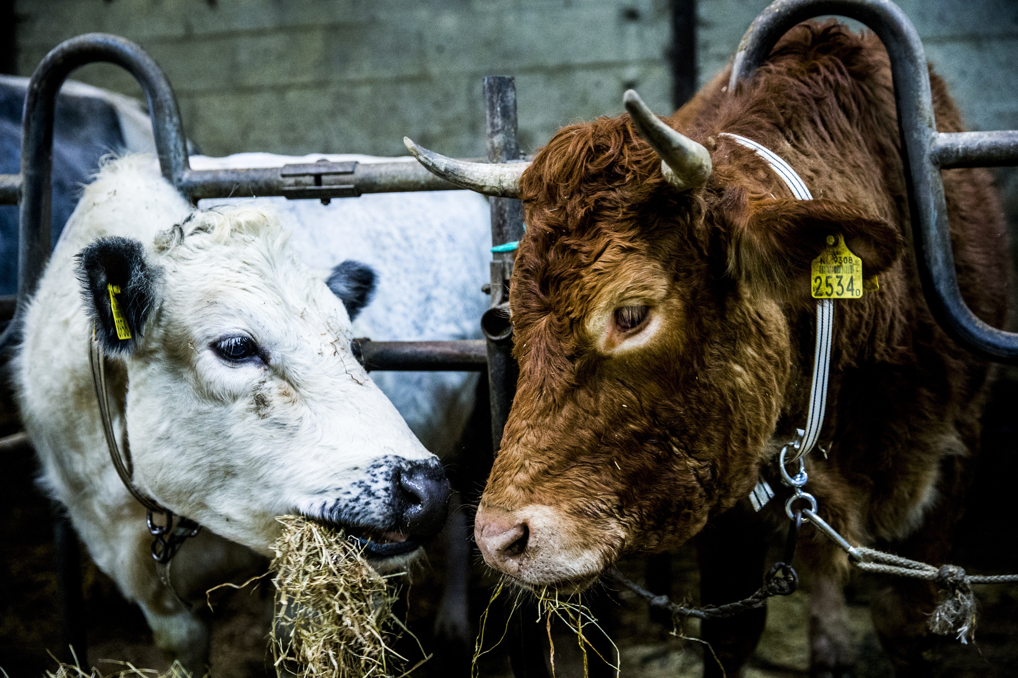 La vaca Hermien (derecha) | Siese Veenstra | ANP | AFP