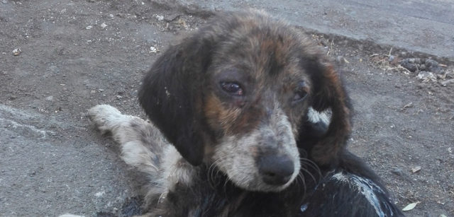 Cedida a RBB por  Janet Manosalva