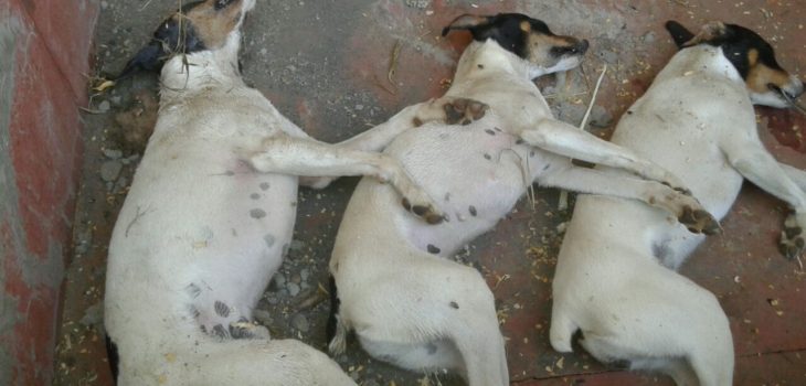 Matanza de perros en Los Ángeles | Carlos Agurto | RBB