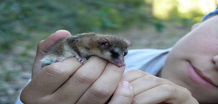 ARCHIVO | Monito del monte