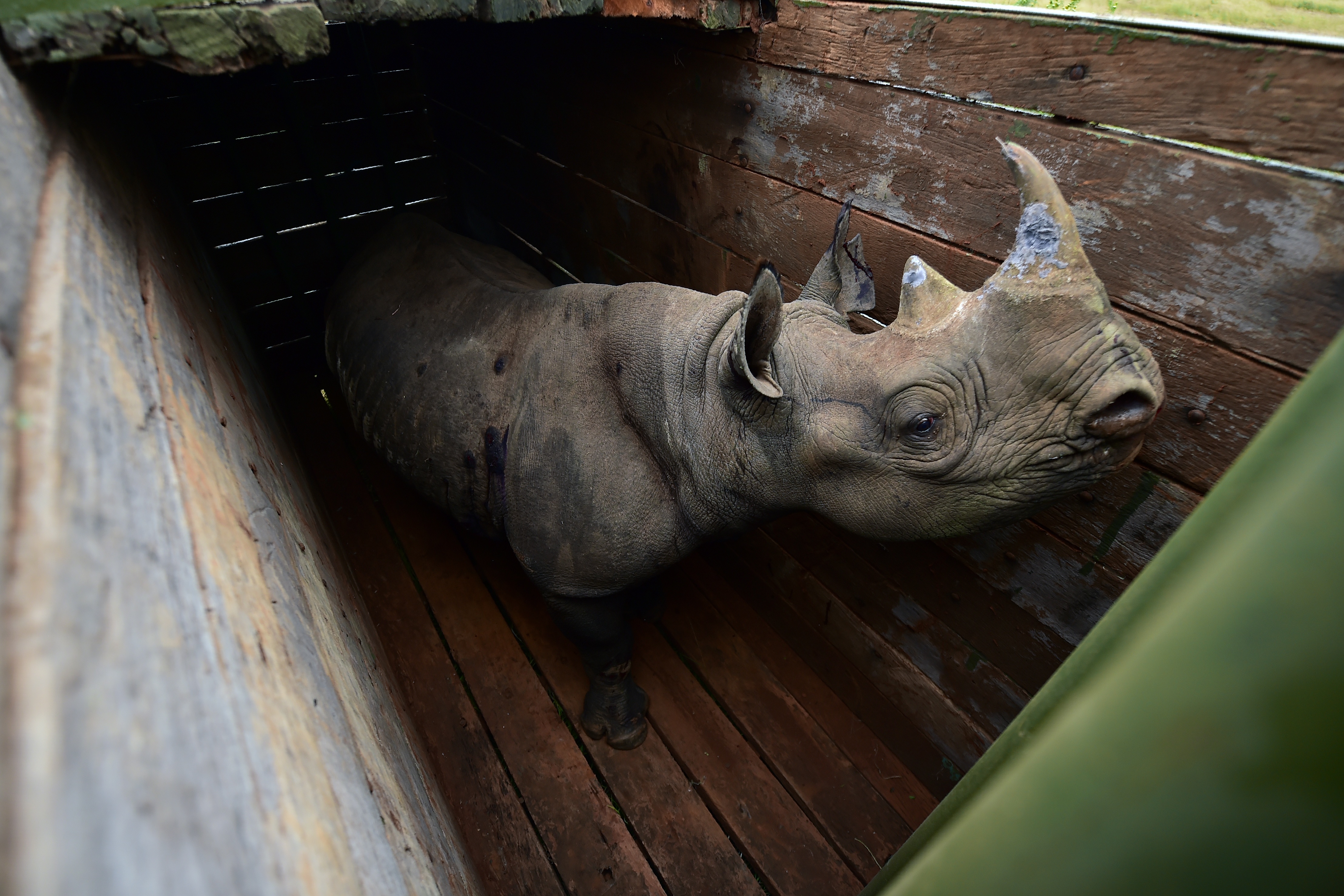 Reubicación de los rinocerontes en junio pasado | Tony Karumba | Agence France-Presse 