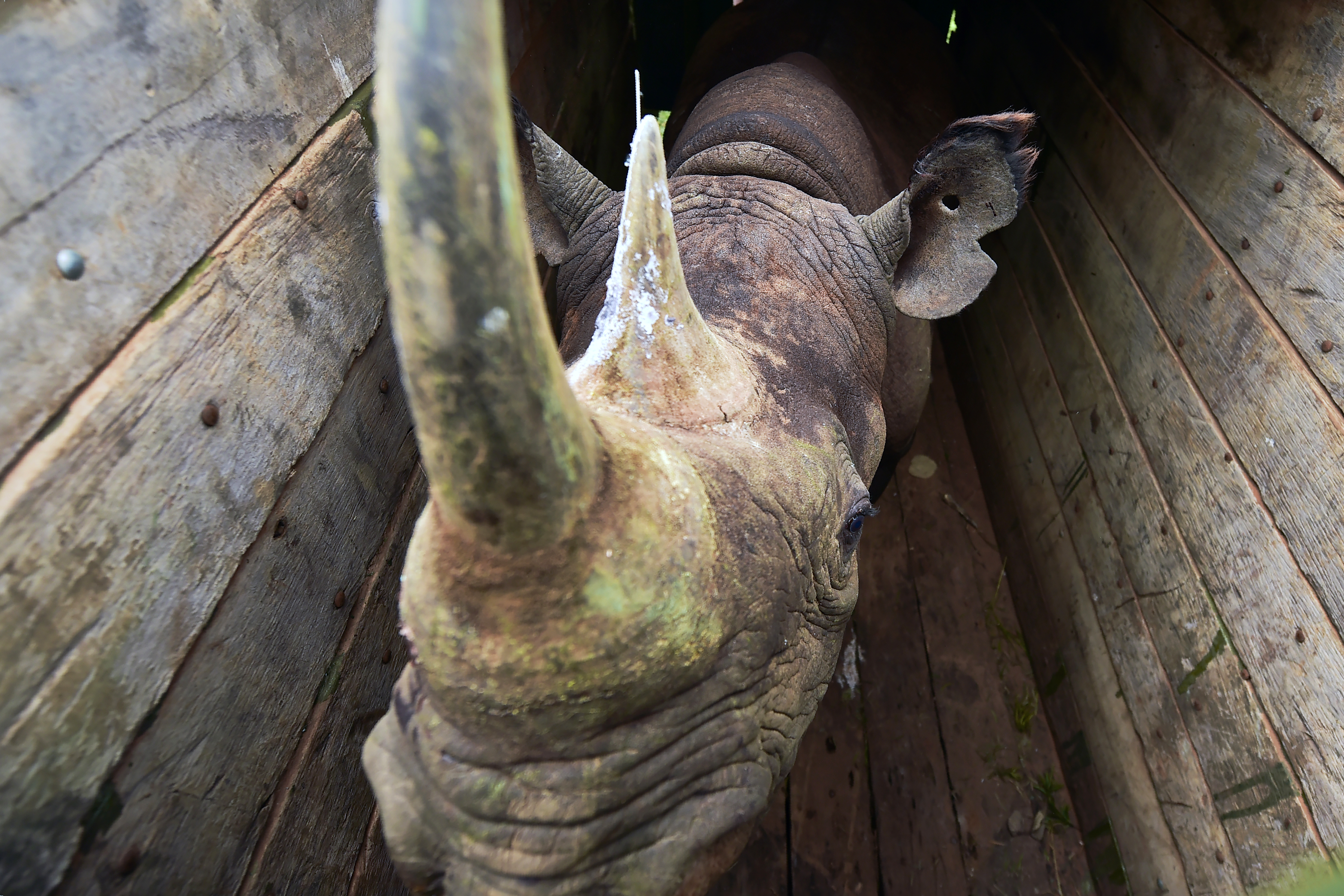 Reubicación de los rinocerontes en junio pasado | Tony Karumba | Agence France-Presse