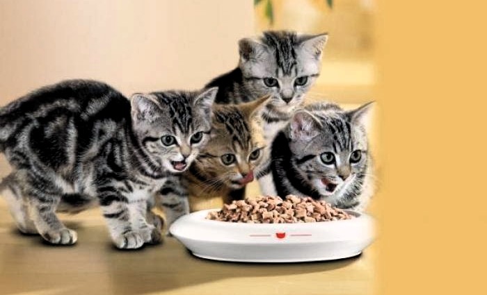 whiskas.es