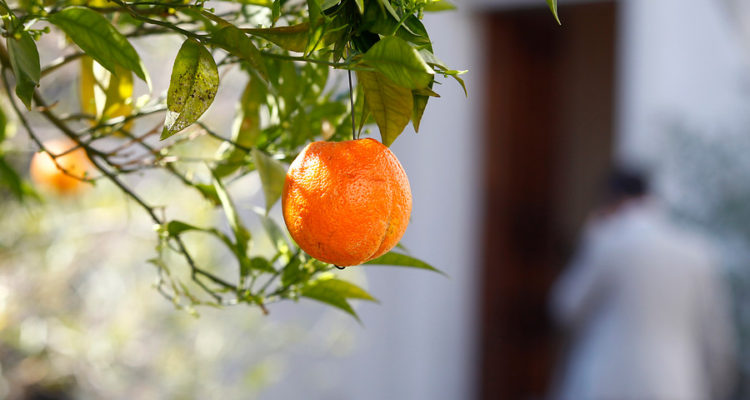 Rodrigo Sáenz | Agencia UNO