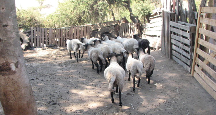 Ganado ovino | Indap