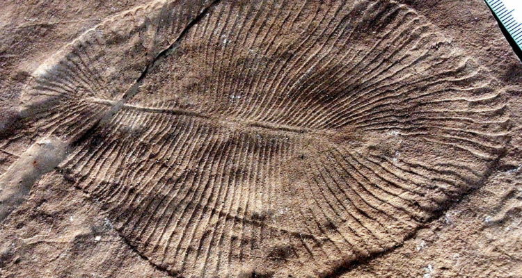 Fósil de una Dickinsonia Costata (CC) Wikimedia Commons