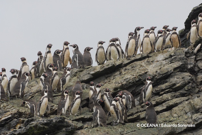 Pingüinos de Humboldt en la Reserva Nacional Pingüino de Humboldt | Oceana – Eduardo Sorensen