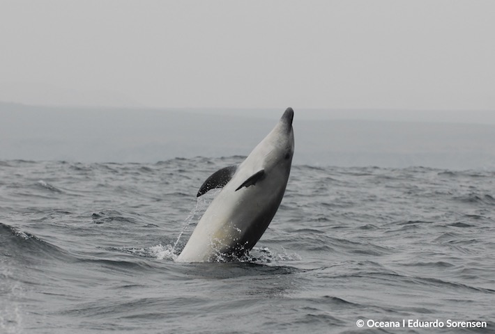 Delfín nariz de botella en el Archipiélago de Humboldt (Sitio Prioritario para la Conservación) | Oceana – Eduardo Sorensen