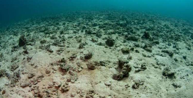 Arrecifes de coral destruidos por la pesca con explosivos. Foto: Fondear