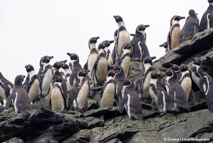 Pingüinos de Humboldt en Reserva Nacional | Eduardo Sorensen, Oceana