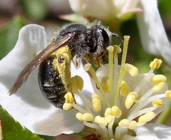 Hembra de la familia Andrenidae. Beatriz Moisset (CC) Wikimedia Commons