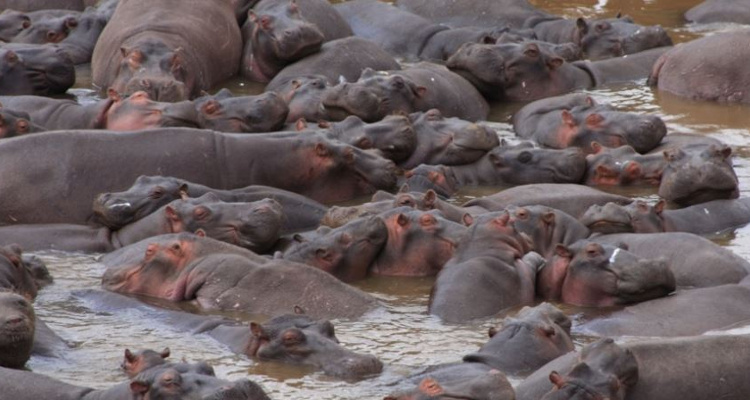 Un grupo de hipopótamos | Imagen de Christopher Dutton