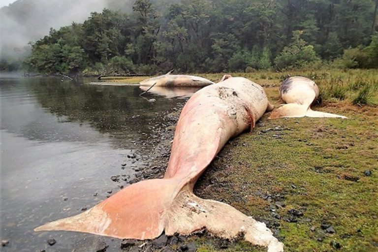 Ballenas encontradas muertas en 2015, en los fiordos de la Península Taitao, Patagonia, Chile | Foto: Vreni Häussermann